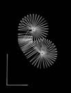 In ricordo di Man_Ray_2